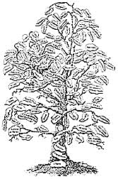 Arbre de la mitologia