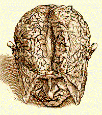 Cervell (Vesali)