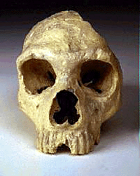 Crani f�ssil de Neandertal